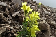 05 Linaria bergamasca (Linaria tonzigii) tra i macereti del Mandrone